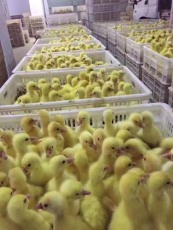 河北附近大白鹅鹅苗批发多少费用