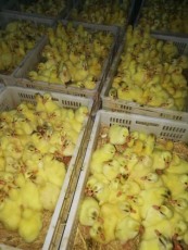 石家庄附近浙东鹅批发多少费用