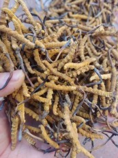 昆明嵩明縣正規回收大重九的店哪里有