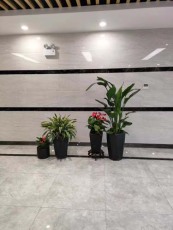 胥口專業綠植出租價格