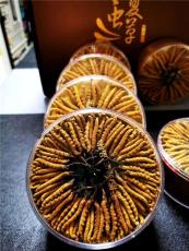 漳州南靖高價回收1500條冬蟲夏草