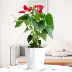 江陵花草出租報價