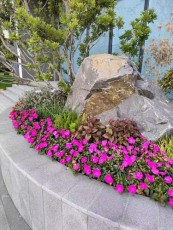 滸墅關室內植物租賃公司