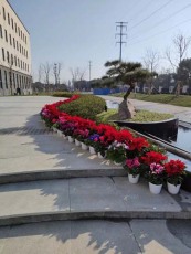 城廂盆栽養護平臺