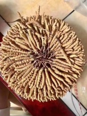 遂昌回收蟲草查詢
