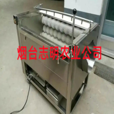山东烟台志明牌ZM-QXJ-TG型甜瓜自动清洗机