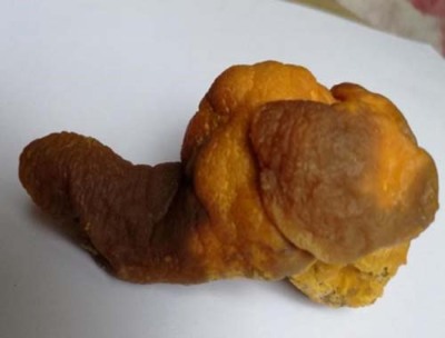 佛山周边鸭宝收购