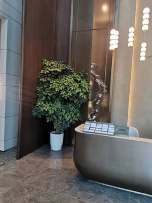 唯亭绿植花卉租赁大概多少钱