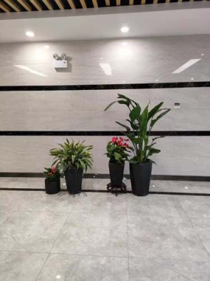 香山办公室租摆绿植哪家好