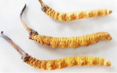 石嘴山冬虫夏草回收最新价格
