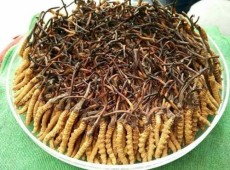 哈爾濱冬蟲夏草回收大量收購