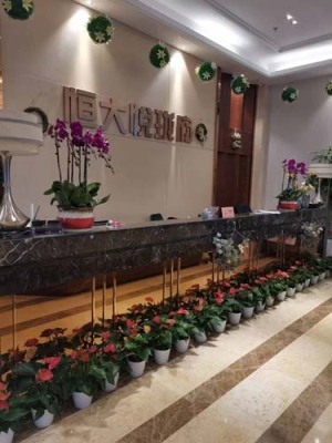 南丰租花绿植价格多少