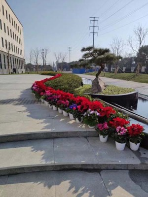 通安植物租赁价格明细表
