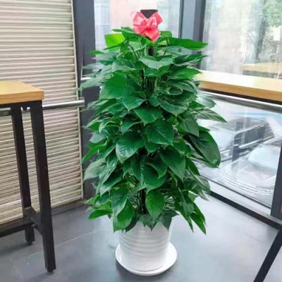 陆家出租盆栽有哪些公司