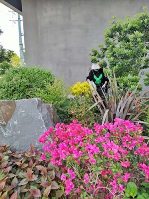 元和植物养护市场地址