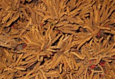 牡丹江冬虫夏草回收大量收购