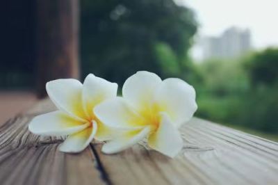 进口鸡蛋花报关流程详情