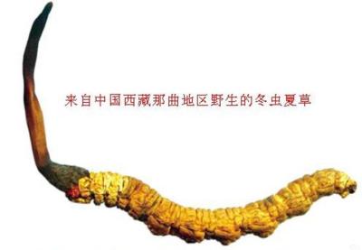 石狮冬虫夏草回收-哪里回收冬虫夏草