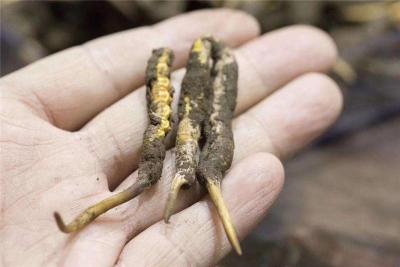 建瓯市冬虫夏草回收商家-回收虫草价格
