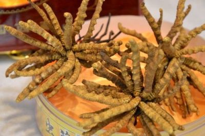 漳州云霄正规冬虫夏草回收商家