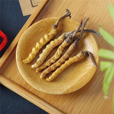 漳州东山礼品冬虫夏草回收商家