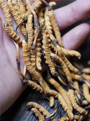 荔城区现在冬虫夏草回收价格