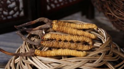 东山高价回收1500条冬虫夏草