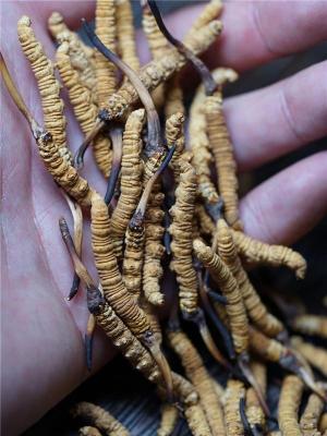 建瓯现在冬虫夏草回收啥价格