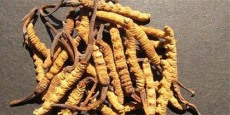 潍坊冬虫夏草回收高价上门