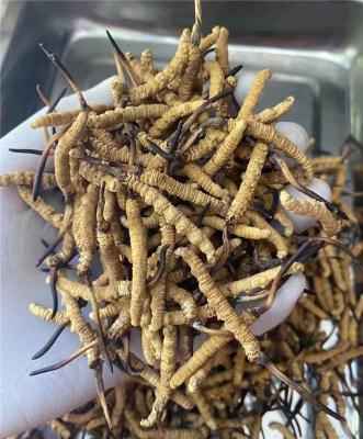 福州鼓楼散装冬虫夏草回收商家