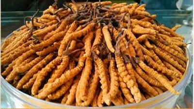 佳木斯冬虫夏草回收联系号码