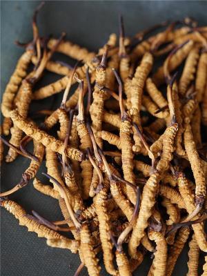 屏南县冬虫夏草回收为何价格那么贵