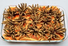 无锡冬虫夏草回收电话