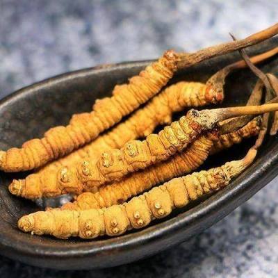 泉州丰泽高价回收1500条冬虫夏草