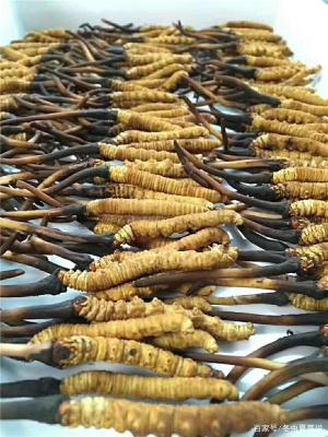 金门县上门24小时回收冬虫夏草商家
