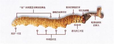 南靖断条、发霉、插签虫草回收商家报价