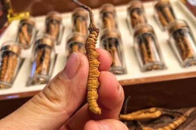 泉州德化散装冬虫夏草回收商家