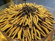 牡丹江冬虫夏草回收价格表
