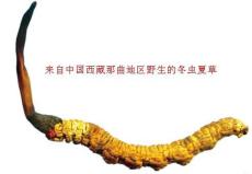 宁德霞浦求购回收各种规格冬虫夏草