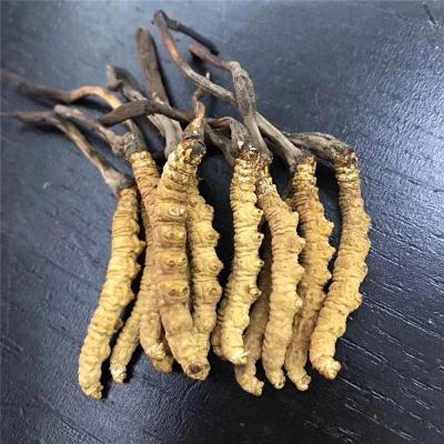 泰宁现在冬虫夏草回收啥价格