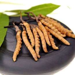 宁德周宁冬虫夏草回收多少钱一克