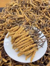 厦门冬虫夏草回收店24小时回收