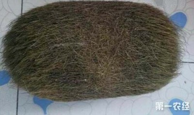 思茅猪宝收购鉴定