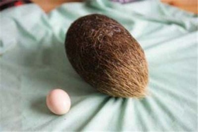 绵阳上门收购猪宝