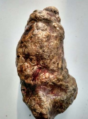 安阳长期收购猪宝