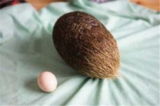 玉溪私人收购猪宝