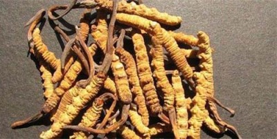 马鞍山冬虫夏草回收价格表