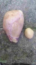 青島豬寶收購價格