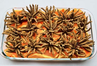 池州冬虫夏草回收价格表