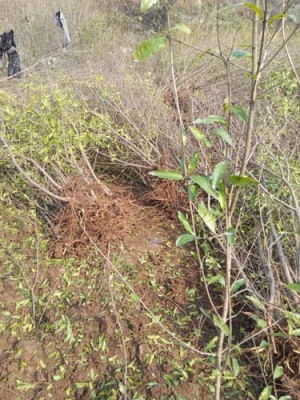 苏州红花玉石籽古石榴树种植技术